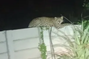 नया मुरादाबाद में पहुंचा तेंदुआ, शावक भी देखे गए...लोगों में दहशत