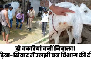 प्रतापगढ़: जंगली जानवर ने दो बकरियों को बनाया निवाला! भेड़िया-सियार में उलझी वन विभाग की टीम