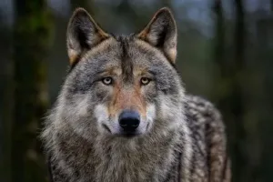 बहराइच : घर में घुसकर मासूम को उठा ले गया भेड़िया, इलाके में दहशत  