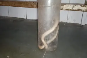 युवक को काटने पर जहरीले सांप को मिली कड़ी सजा, किया गया कैद