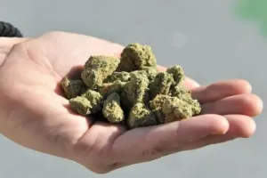 अल्मोड़ा: भतरौंजखान में 11 किलो गांजे के साथ एक गिरफ्तार, दो फरार