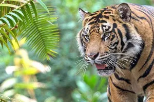 लखीमपुर खीरी: खेत पर नाली बना रहा था मजदूर, बाघ ने बना डाला निवाला 