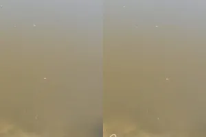 अमरोहा: गंगा में केमिकल से मछलियों और पक्षियों की मौत, पुलिस से शिकायत