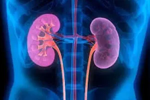 गुर्दा प्रत्यारोपण :  सुअर के गुर्दे से मनुष्य का जीवन बचाने की तैयारी, शोध जारी 