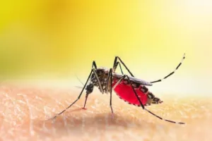 मुरादाबाद में डेंगू के तीन और रोगी मिले, चिकित्सक बोले- अभी न करें लापरवाही...ऐसे करें बचाव