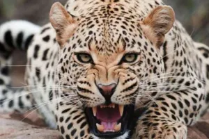 बेटे को बचाने के लिए तेंदुए से भिड़ गई मां, भागा तेंदुआ, पढ़ें महिला की हिम्मत भरी कहानी