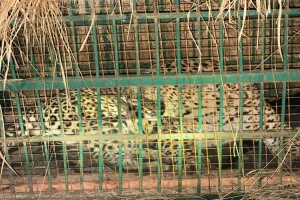 बहराइच: बकरी का शिकार करने आया तेंदुआ पिंजरे में हुआ कैद