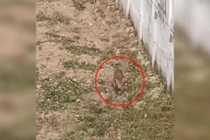 अमरोहा : डिडौली क्षेत्र में दिखाई दिया तेंदुआ, ग्रामीणों में दहशत