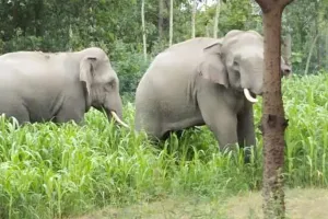 पीलीभीत: नेपाली हाथी किशनपुर रेंज की तरफ हुए रवाना तो आई जान में जान...