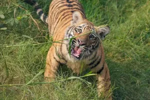 लखीमपुर खीरी: बाघ ने बकरी को बनाया निवाला, ग्रामीणों में दहशत