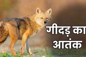 बरेली में गीदड़ों का हमला, 8 लोगों को काटा...क्षेत्र में दहशत