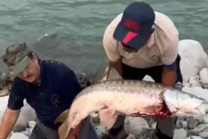 टनकपुर: एंगलिंग की आड़ में मार डाली महाशीर... परमिट निरस्त