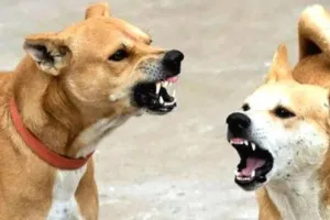 Stray dog ​​attack : आवारा कुत्तों के हमले से 10 भेड़ों की मौत, झोलाछाप पर गलत इंजेक्शन लगाने का आरोप