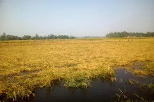 बहराइच न्यूज : बारिश से बर्बाद हो गई धान की फसल, किसानों को भारी नुकसान