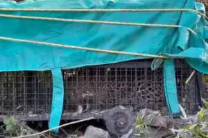 Nainital: वन विभाग के पिंजड़े में फंसा तेंदुआ, एक महिला को बनाया था निवाला