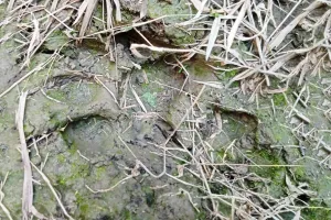 लखीमपुर खीरी : आबादी के निकट गन्ने में टहल रहा बाघ, किसानों में खौफ