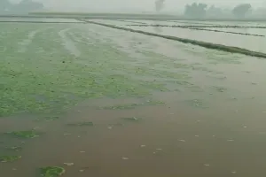 Bareilly: 300 बीघा जमीन बनी तालाब, इस गांव के किसानों का दर्द नहीं सुनने को कोई तैयार