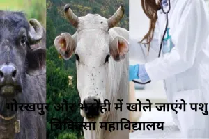 यूपी में बहेगी दूध की धारा: पशु संपदा की गुणवत्ता सुधारने के लिए गोरखपुर और भदोही में खोले जाएंगे पशु चिकित्सा महाविद्यालय
