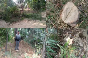 लखीमपुर खीरी: चंदन के पेड़ काट ले गया तस्कर गिरोह, लाखों में कीमत