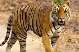 लखीमपुर से Kanpur Zoo आए बाघ की मौत: तीन लोगों की ले चुका था जान, पूरे शरीर में चोट के निशान मिले