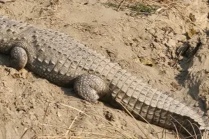 रामपुर: पीलाखार नदी के किनारे मगरमच्छ देख ग्रामीणों में खौफ