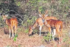 कासगंज: वन्य जीवों का आश्रय स्थल बन गए हैं तराई के जंगल