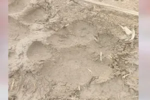 लखीमपुर खीरी: खेतों में मिले बाघ के पग चिन्ह, ग्रामीणों में दहशत 