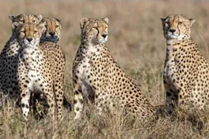 Bareilly: विदेश से आएंगे 20 चीते, क्वारंटीन सेंटर में रहेंगे 2 सप्ताह, IVRI के विशेषज्ञ भी होंगे टीम का हिस्सा