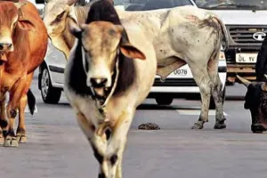 Bareilly: सिर्फ कागज में अभियान! मुश्किल में लोगों की जान...270 दिन में पकड़े 288 पशु