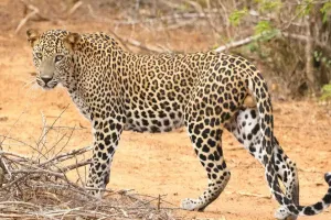 लखीमपुर खीरी: रिहायशी इलाकों में पहुंच रहे जंगली जानवर...अब तेंदुआ दिखने से दहशत