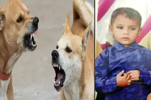 रामपुर : खजुरिया में कुत्तों का आतंक, पांच वर्ष के बालक को नोंचकर मारा डाला