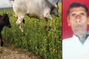 बदायूं: छुट्टा गोवंश के हमले में फसल की रखवाली कर रहे किसान की मौत