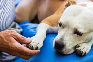 शाहजहांपुर: पालतू कुत्तों में तेजी से पैर पसार रही पारवो नाम खतरनाक बीमारी, जल्द करा लें वैक्सिनेशन