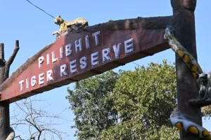 पीलीभीत: महाराष्ट्र में बाघों की मौत के बाद पीटीआर में अलर्ट, बढ़ाई गई निगरानी और सुरक्षा