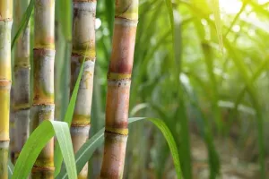 Bareilly: चीनी मिलों पर संकट, किसानों से नहीं मिल पा रहा गन्ना, अगले महीनें हो सकती हैं बंद