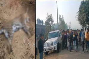 पीलीभीत: कहीं कैनाइन डिस्टेंपर वायरस की चपेट में तो नहीं आ गया तेंदुआ, दुर्जनपुरकलां गांव के पास मिला था शव