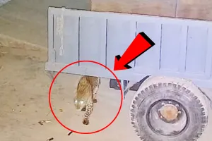 रामपुर : तेंदुए ने फार्म हाउस के निकट कुत्ते को बनाया निवाला, तेंदुए का वीडियो हुआ वायरल