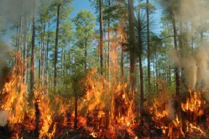 ‘लाइव ड्रिल’ से जंगलों की आग बुझाने को कर्मचारियों की ‘अग्निपरीक्षा’  