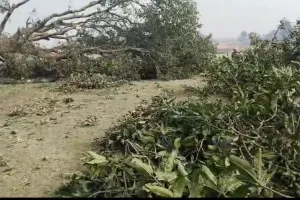  बहराइच: हाईकोर्ट में चल रहा मुकदमा, फिर वन विभाग ने जारी कर दिया परमिट, ठेकेदार ने कटवाया 14 पेड़ 