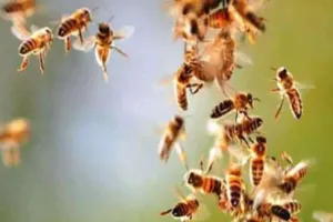 Honeybees Attack In Kanpur: मधुमक्खियों ने युवक पर किया हमला...CHC में डॉक्टरों ने किया मृत घोषित, कबाड़ इकट्ठा कर रहा था युवक