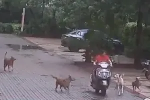 कानपुर में आवारा कुत्तों के दौड़ाने से नहीं टेंपो की टक्कर से गई थी योगा टीचर की जान: CCTV से हुआ खुलासा