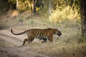 लखीमपुर खीरी: जटपुरवा गोशाला के पास दिखा बाघ, ग्रामीणों के उड़े होश