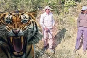 52 वें दिन वन विभाग की टीम बाघ को पकड़ने में नकामियाब, विभाग की पकड़ से दूर रास्ता बदल रहा बाघ