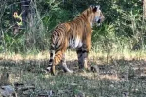 42 दिन बाद भी खुले में घूम रहा बाघ, 30 लाख से ज्यादा खर्च