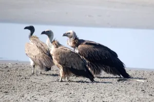 पीलीभीत: अनुकूल पर्यावास मिला तो पीटीआर में वैश्विक स्तर के पक्षियों की शुरू हुई आमद, 10 से प्रजाति मौजूद