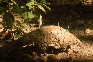 पीलीभीत: पीटीआर में दुर्लभ प्रजाति के वन्यजीवों की भरमार, शेड्यूल वन के पैंगोलिन की भी मौजूदगी