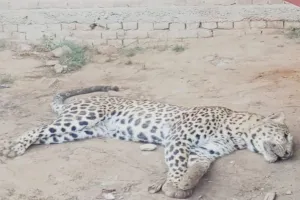 पीलीभीत: तेंदुआ का शव मिलने के बाद मचा हड़कंप...पड़ताल में जुटे अफसर