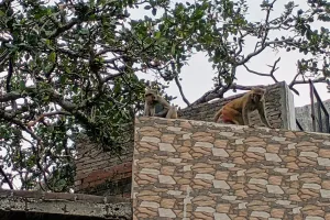 कासगंज: यहां बंदर को देनी पड़ती है फिरौती...वरना सामान से धोना पड़ेगा हाथ