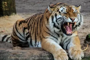 लखीमपुर खीरी: 24 घंटे के अंदर दो बार बाघ के हमले से लोगों में दहशत