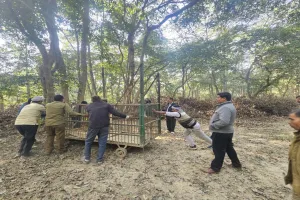 Lucknow News : अपने पुराने ठिकाने पर लौट आया बाघ, CISH में मिले पगचिन्ह